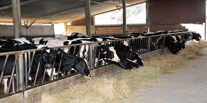 مدير الإنتاج الحيواني في وزارة الزراعة: 433 مدجنة مرخصة و 59 مزرعة مرخصة للأبقار في مختلف المحافظات خلال 2020
