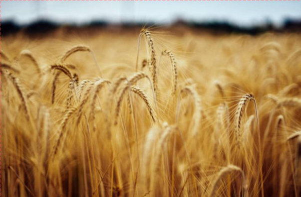 وزارة الزراعة: الانتهاء من زراعة 93 % من محصول القمح