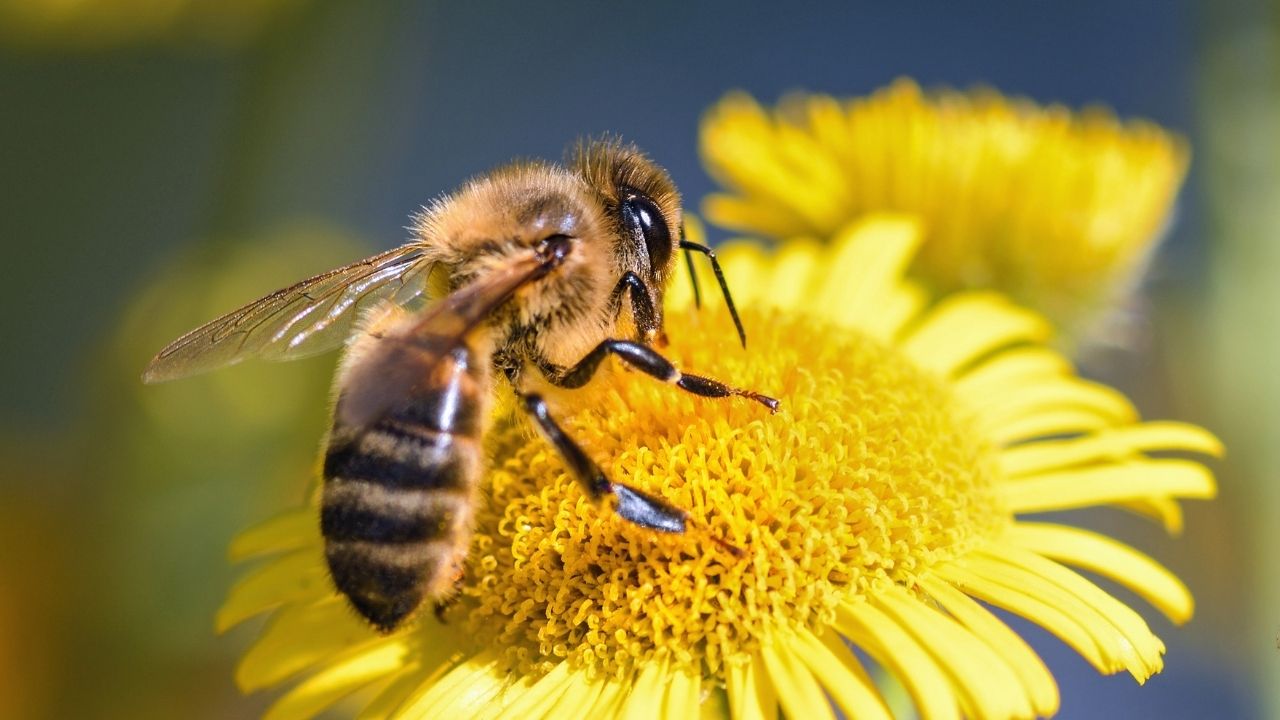 ماذا سيحل بالإنسان والأرض في حال انقراض النحل!