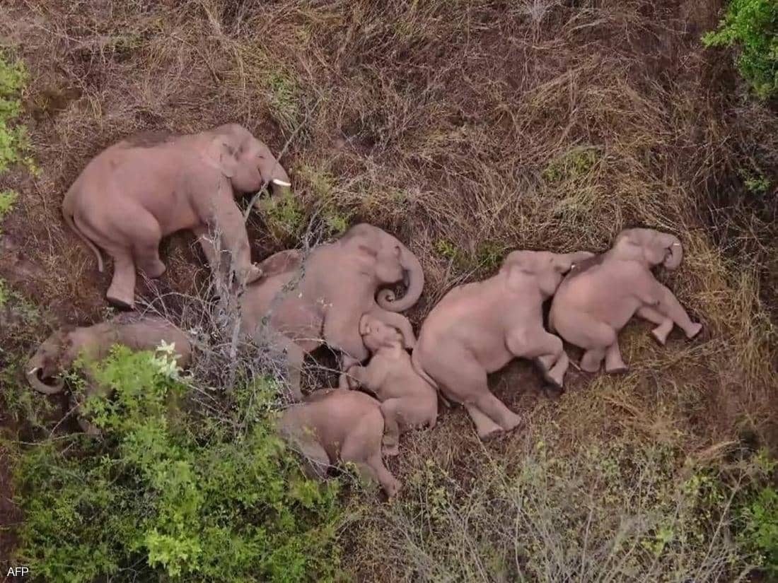 صور لقطيع فيلة تشعل مواقع التواصل الاجتماعي