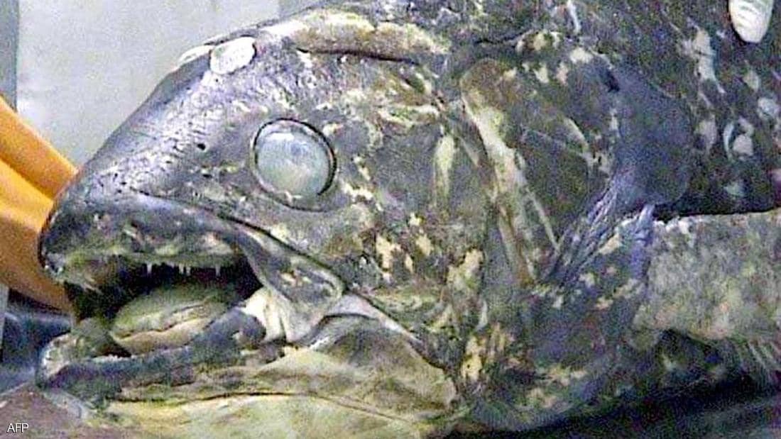فترة حملها 5 سنوات... "سمكة مذهلة" عمرها 100 عام
