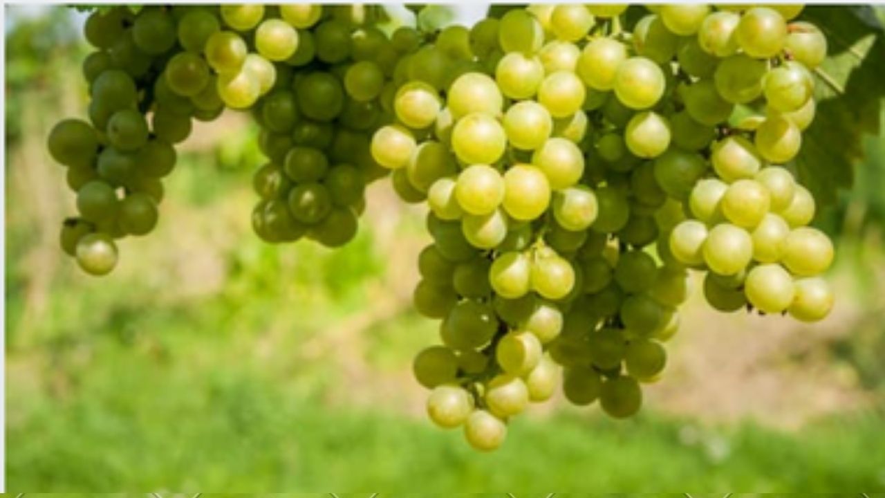 الشركة السورية لتصنيع العنب في السويداء: الأول من أيلول موعد بدء استلام العنب العصيري الأبيض من المزارعين