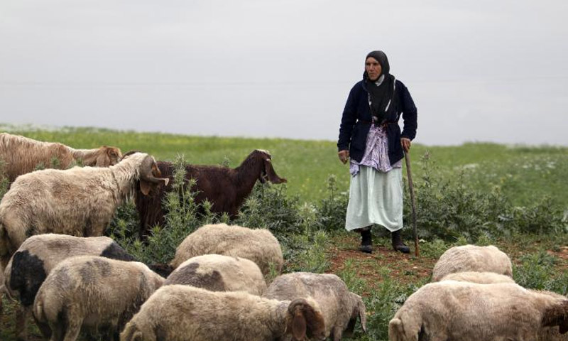وزارة الزراعة : سورية خسرت نحو نصف قطيعها بسبب ارتفاع أسعار الأعلاف!!