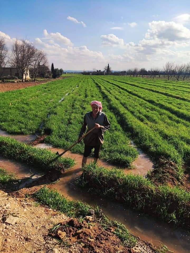 الحكومة تكتفي بالوعود.. خبير زراعي: قطاع الزراعة في سورية يحتضر!