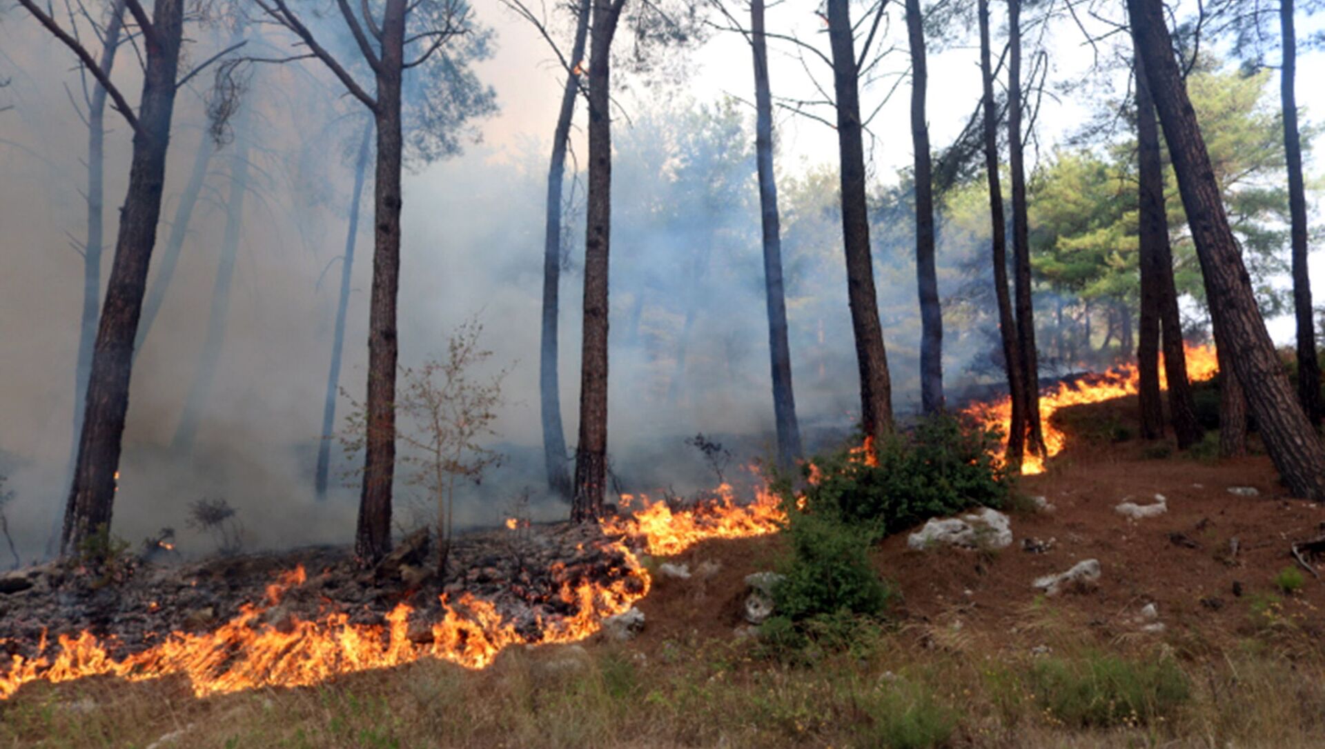 منصة الغابات تحذر من وجود مؤشرات للحرائق شمال غرب سورية