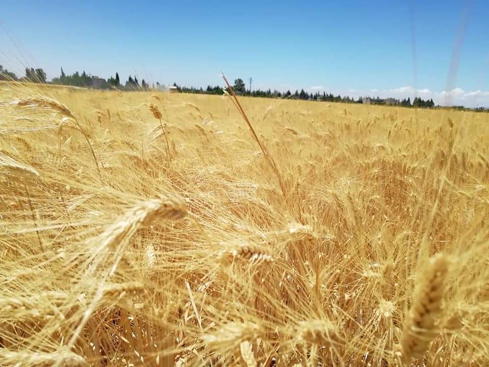 مؤسسة إكثار البذار تتحضر لاستلام 80 ألف طن من بذار القمح في 10 مراكز