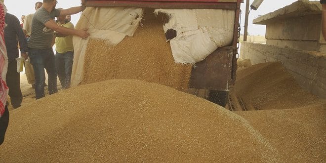 الحكومة ترصد 300 مليار ليرة إضافية لاستلام محصول القمح