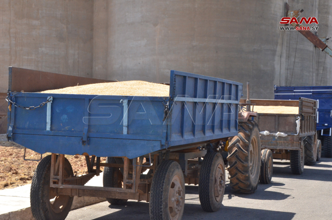 الوزير سالم: تحويل مستحقات مزارعي القمح بعد يوم من تسليم المحصول
