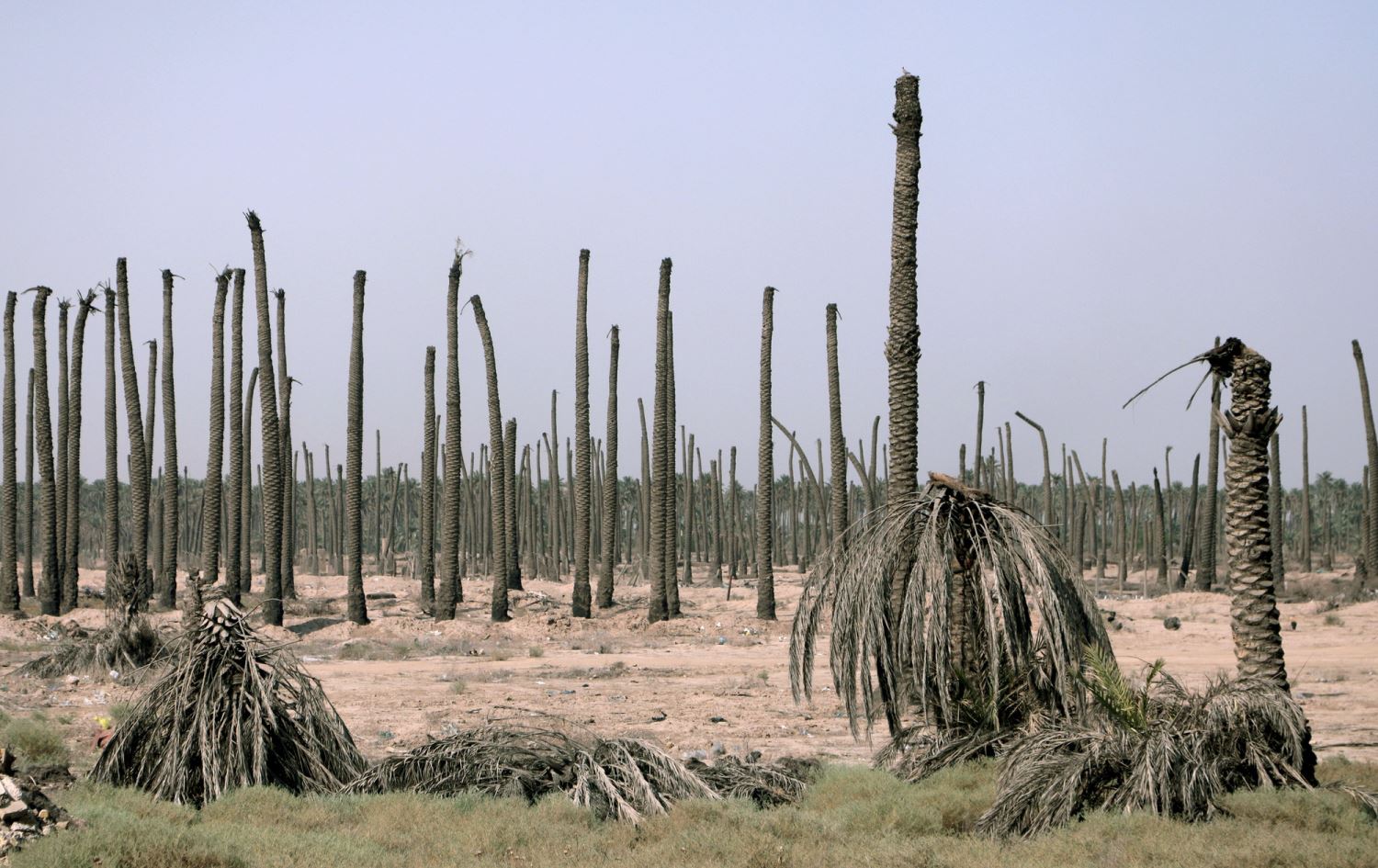 نقص مياه الفرات والحر الشديد يهددان زراعة النخيل في جنوب العراق بالاندثار