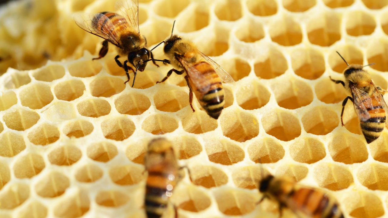 انخفاض شديد في إنتاج العسل للعام الحالي نتيجة الظروف المناخية