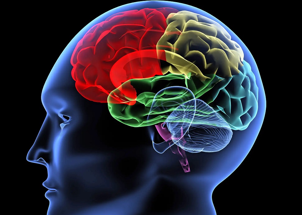دراسة: الدماغ يشيخ بشكل أسرع لدى ذوي القلوب الضعيفة
