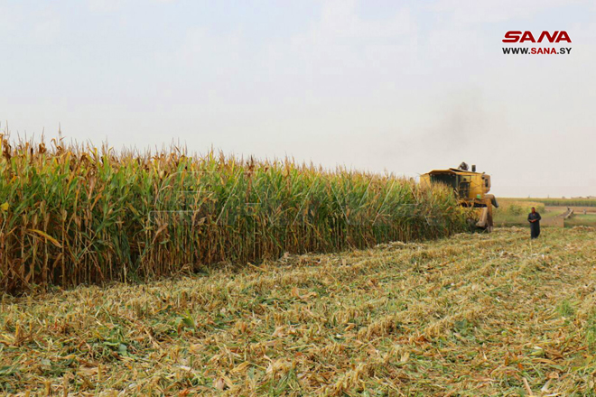 تواصل حصاد محصول الذرة الصفراء في ريف حلب الشرقي مع توقعات بأن يبلغ الإنتاج 260 ألف طن