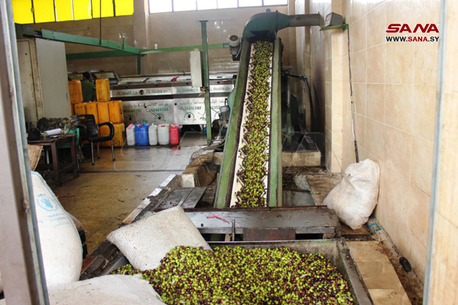 طرطوس: 239 معصرة تستقبل محصول الزيتون وسط تقديرات بإنتاج أكثر من 25 ألف طن زيت