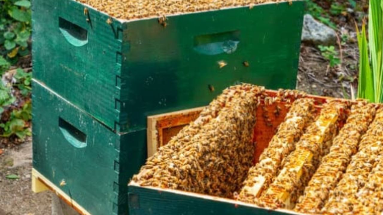 سوريا فقدت 80% من النحل خلال سنوات الحرب .. انخفاض إنتاج العسل من 3500 إلى 1700 طن هذا العام