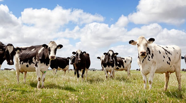 جدل في المغرب حول قرار بمنع بيع الأبقار الحلوب!