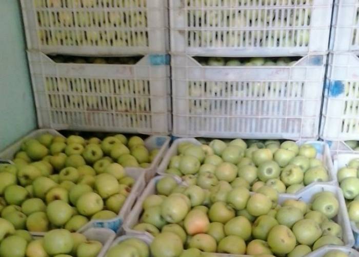 الموافقة على برنامج دعم تصدير مادة التفاح للموسم الحالي