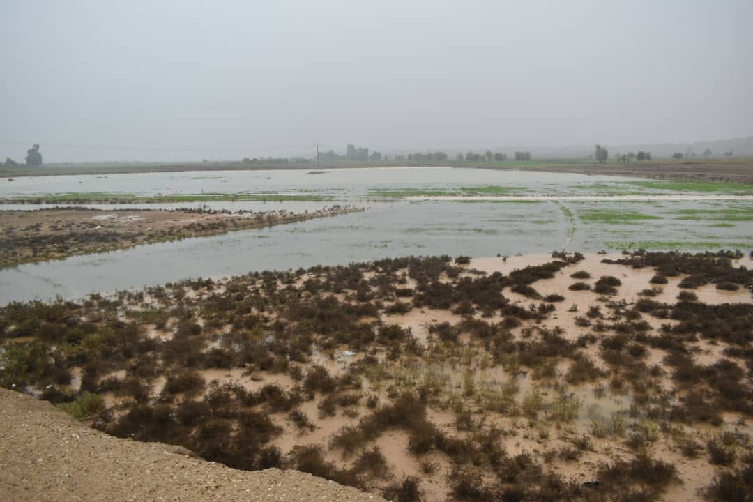 لأول مرة منذ سنوات...هطولات مطرية غزيرة تتسبب بتضرر المحاصيل الزراعية في دير الزور
