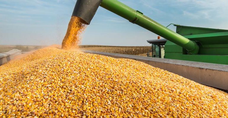 فشل في تسويق محصول الذرة الصفراء ووزارة الزراعة تتنصل من مسؤولياتها