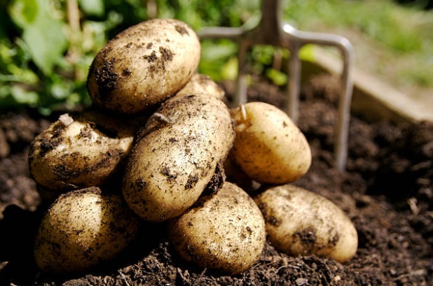 زراعة حماة تقدر إنتاج أكثر من 28 ألف طن من البطاطا الخريفية