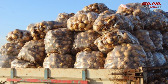 إيقاف تصدير البطاطا خلال فترة إنتاج العروة الربيعية