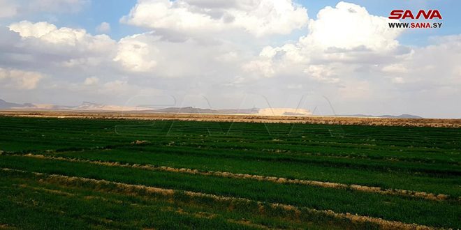 زراعة 39 ألف هكتار بمحصول القمح في أراضي منطقة الغاب