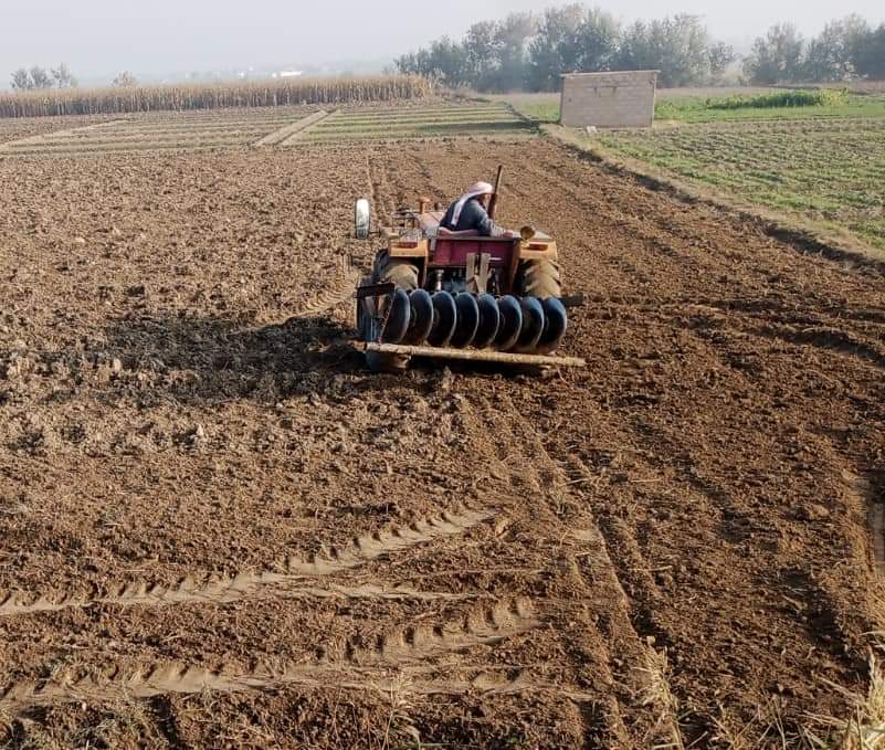 زراعة أكثر من 13 ألف هكتار بمحصول القمح في طرطوس