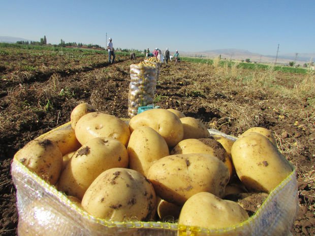 خبير زراعي يحذر من ارتفاع سعر البطاطا كالبصل في الأشهر القادمة ويطالب السورية للتجارة بتخزينها