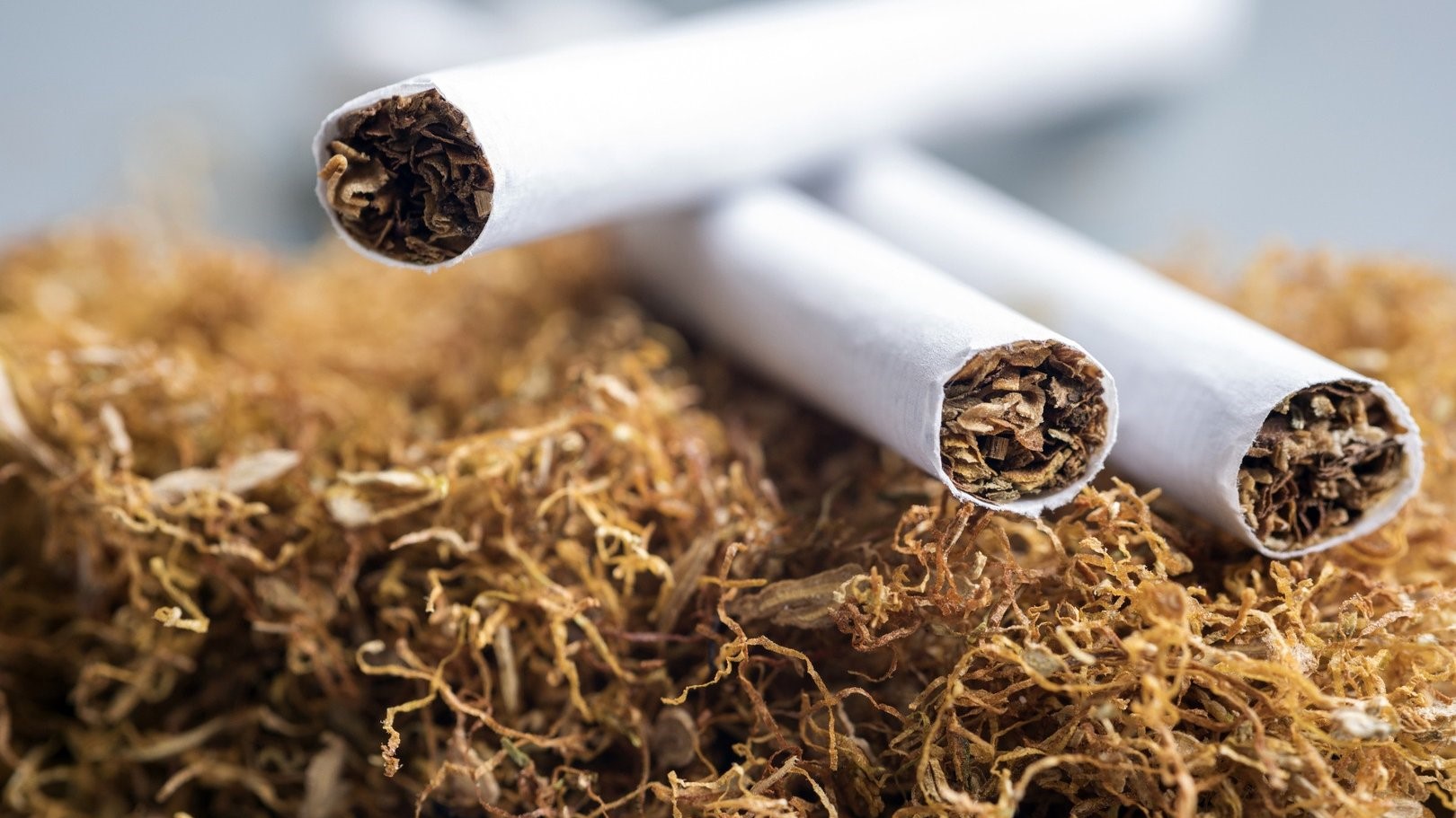 اتحاد الفلاحين:  التعديل الأخير لأسعار التبغ غير منصف ويجب تحديد سعر الكيلو الواحد بـ 15 ألف ليرة كحد أدنى