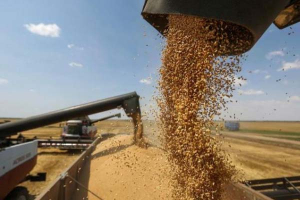 المحصول أكثر من ممتاز..توقعات بإنتاج 3 ملايين طن من القمح في سورية هذا العام