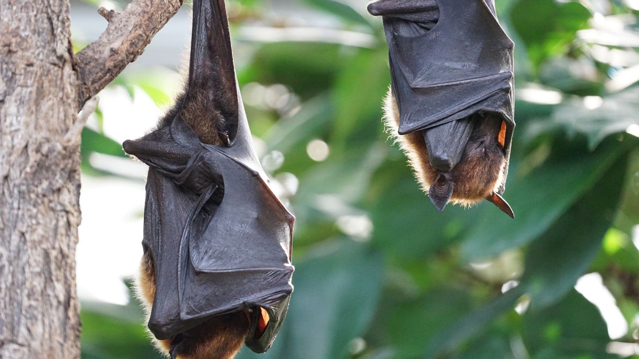 الشرطة الألمانية تصادر خفافيش مقلية