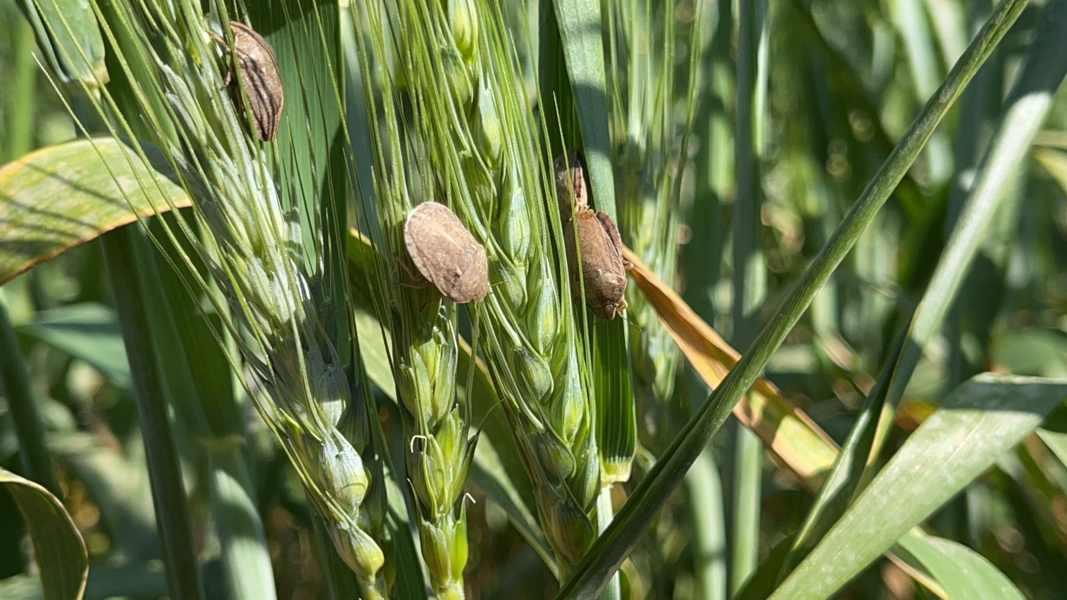 الزراعة تكافح 2743 هكتاراً مصابة بحشرة السونة في حقول القمح