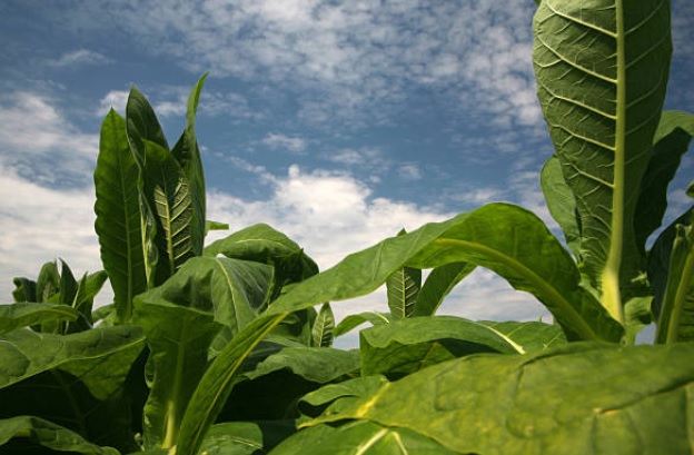 هيئة تطوير الغاب تخصص 2400 هكتار لزراعة التبغ خلال الموسم الحالي