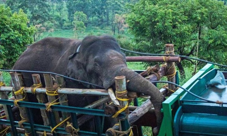 الإمساك بفيل محب للأرز في الهند بعد تسببه بمقتل ستة أشخاص (صور)