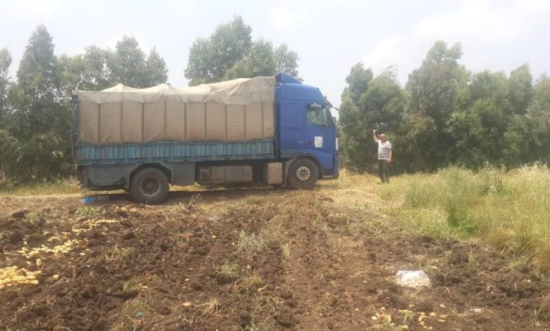 السورية للتجارة استجرت 55 طناً من إنتاج البطاطا في سهل عكار حتى الآن