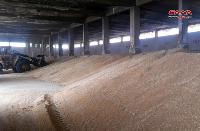 تسويق أكثر من 67 ألف طن من القمح لمراكز استلام الحبوب بحمص