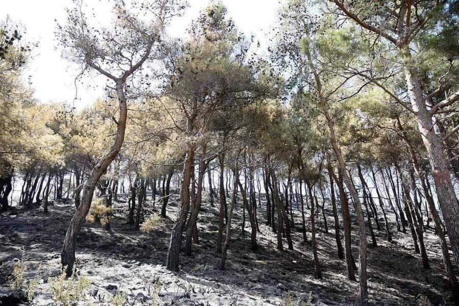 وزير الزراعة من مواقع حرائق اللاذقية: إعداد خطط بديلة لتطويق النيران