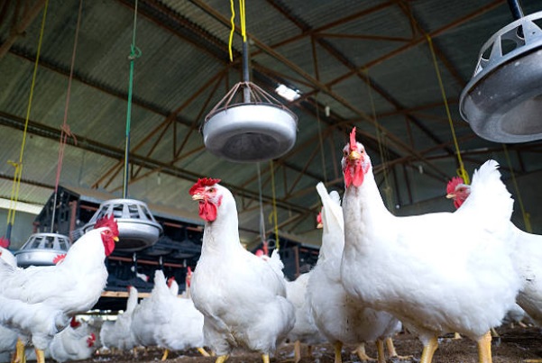 عمال يسرقون الدجاج البياض من منشاة القنيطرة بقصد المتاجرة