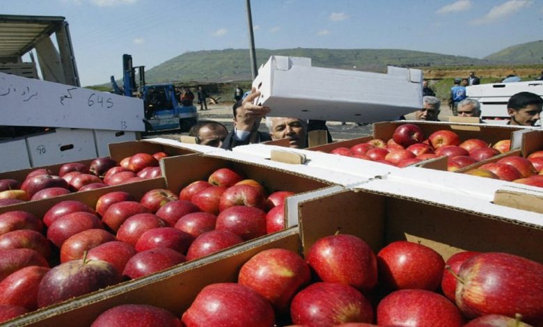 لجنة الخضار والفواكه بسوق الهال : بدء تصدير التفاح والإجاص إلى دول الخليج