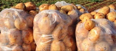 خبير اقتصادي يقترح حلول لمعالجة أزمة تصدير و استيراد البطاطا