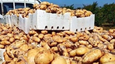 مصدر في سوق الهال : كيلو البطاطا سيصل لحدود ال 15 ألف ليرة سورية