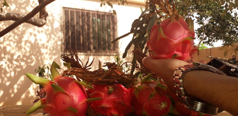 زراعة الفواكه الاستوائية في طرطوس يمكن أن تغني عن الاستيراد