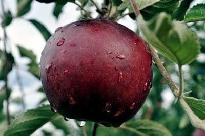 زراعة الفواكه الاستوائية في طرطوس يمكن أن تغني عن الاستيراد