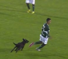كلب يقتحم الملعب وينقذ فريق أرجنتيني من هدف محقق "فيديو"