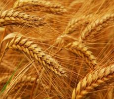 نقص بذار القمح لدى مزارعي الريف الشمالي بحمص  والمشكلة غربال التعقيم!!!