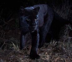 لأول مرة منذ مئة عام.. النمر الأسود في صورة نادرة