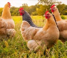 كيف تعاونت دجاجات فرنسية على قتل ثعلب؟