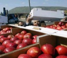 أطنان من تفاح السويداء عرضة للتلف جراء محدودية الأسواق