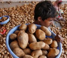 شركة بيبسي تقاضي 4 مزارعين هنود بسبب"البطاطا"