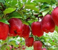 خسائر مزارعي التفاح في السويداء وصلت حد خربان البيوت