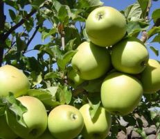 مزارعو التفاح في السويداء يستنجدون والوزارة تلقي اللوم عليهم